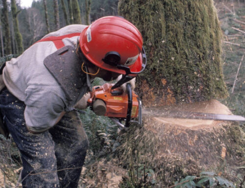 Upcoming Chainsaw Course